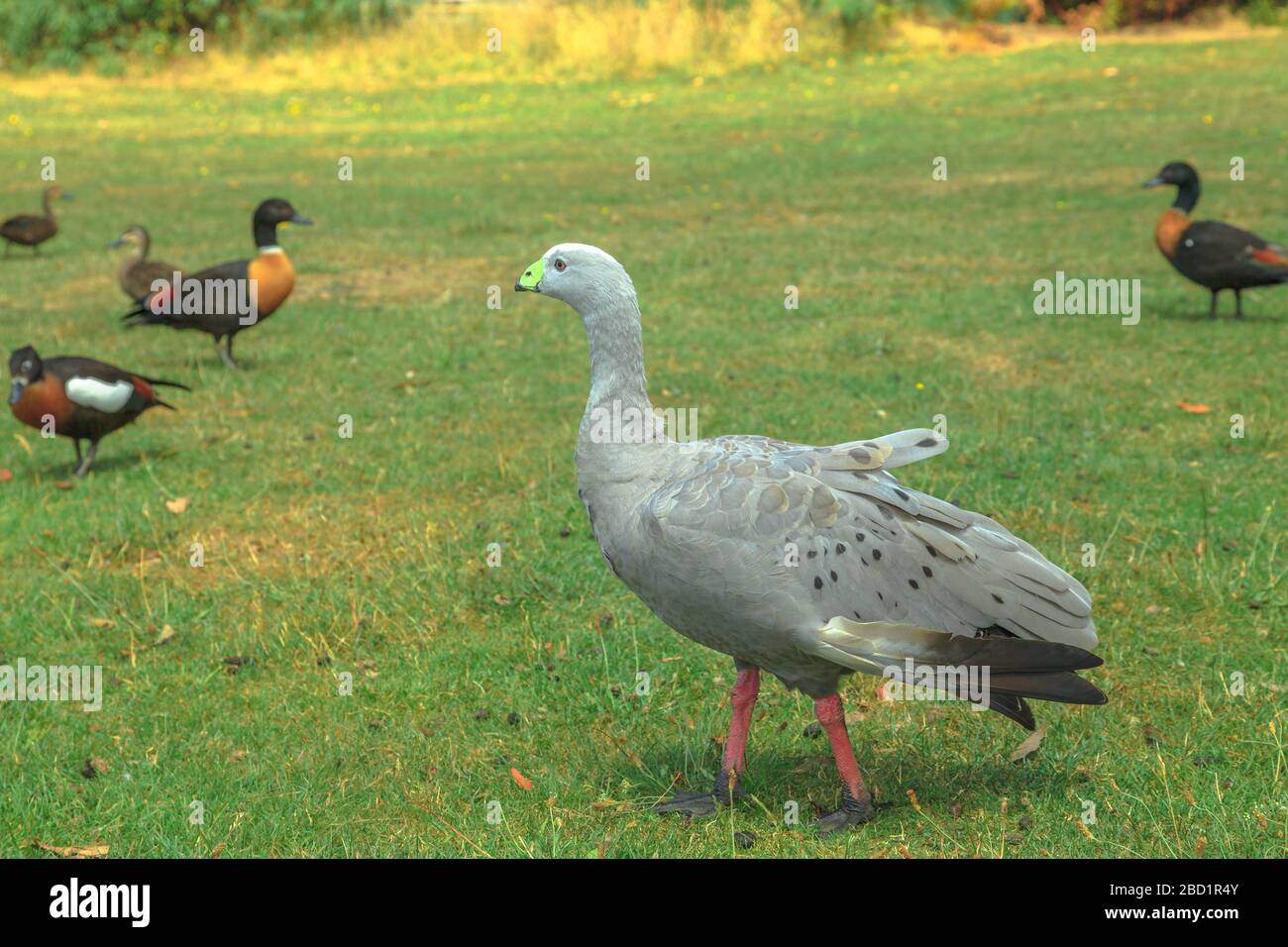 One Cape Barren Goose (Cereopsis novaehollandiae), standing on a green lawn, a large goose resident in southern Australia, Pacific Stock Photo