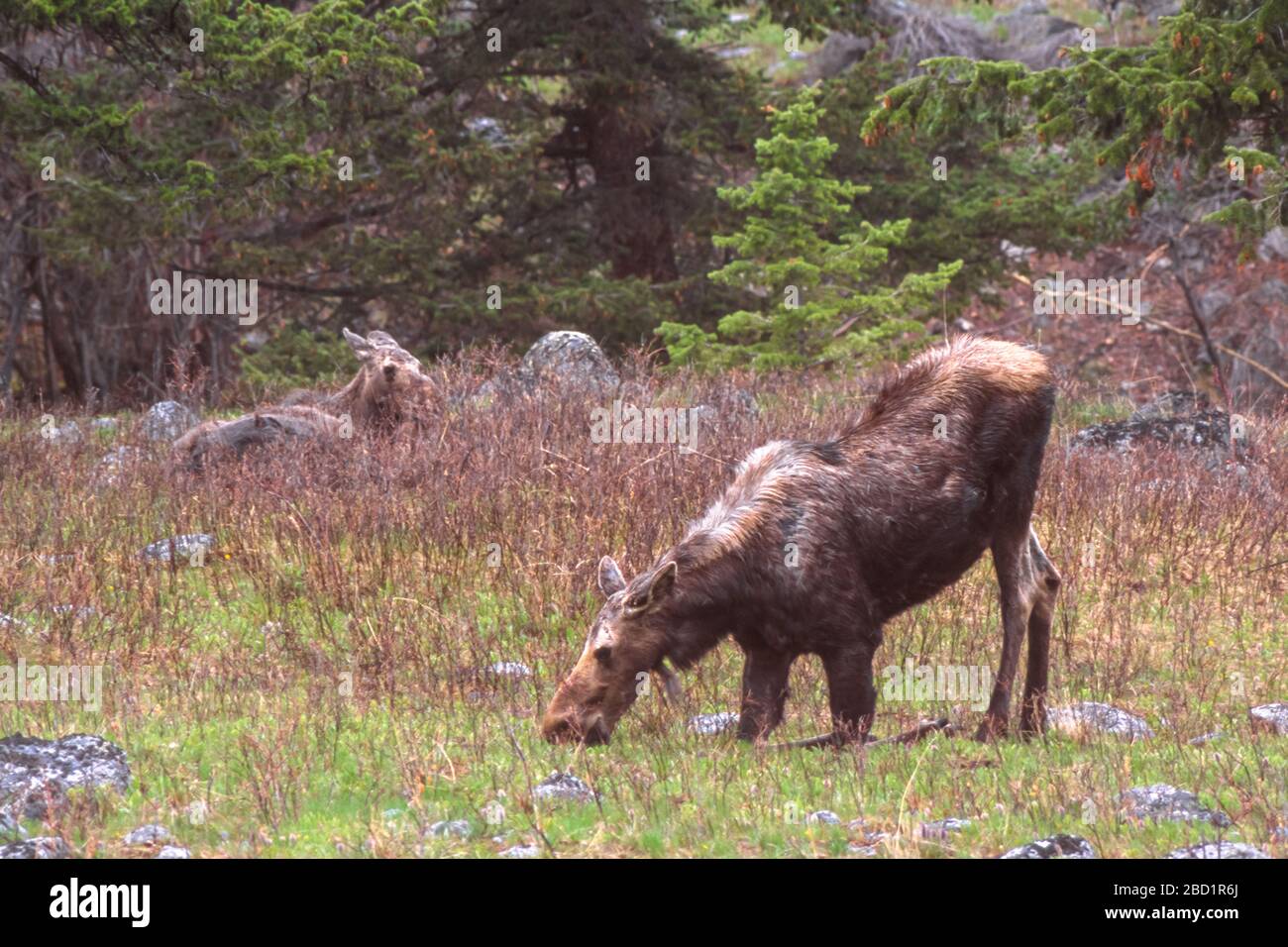 moose kneeling to feed in the tobacco root mountains near pony, montana Stock Photo