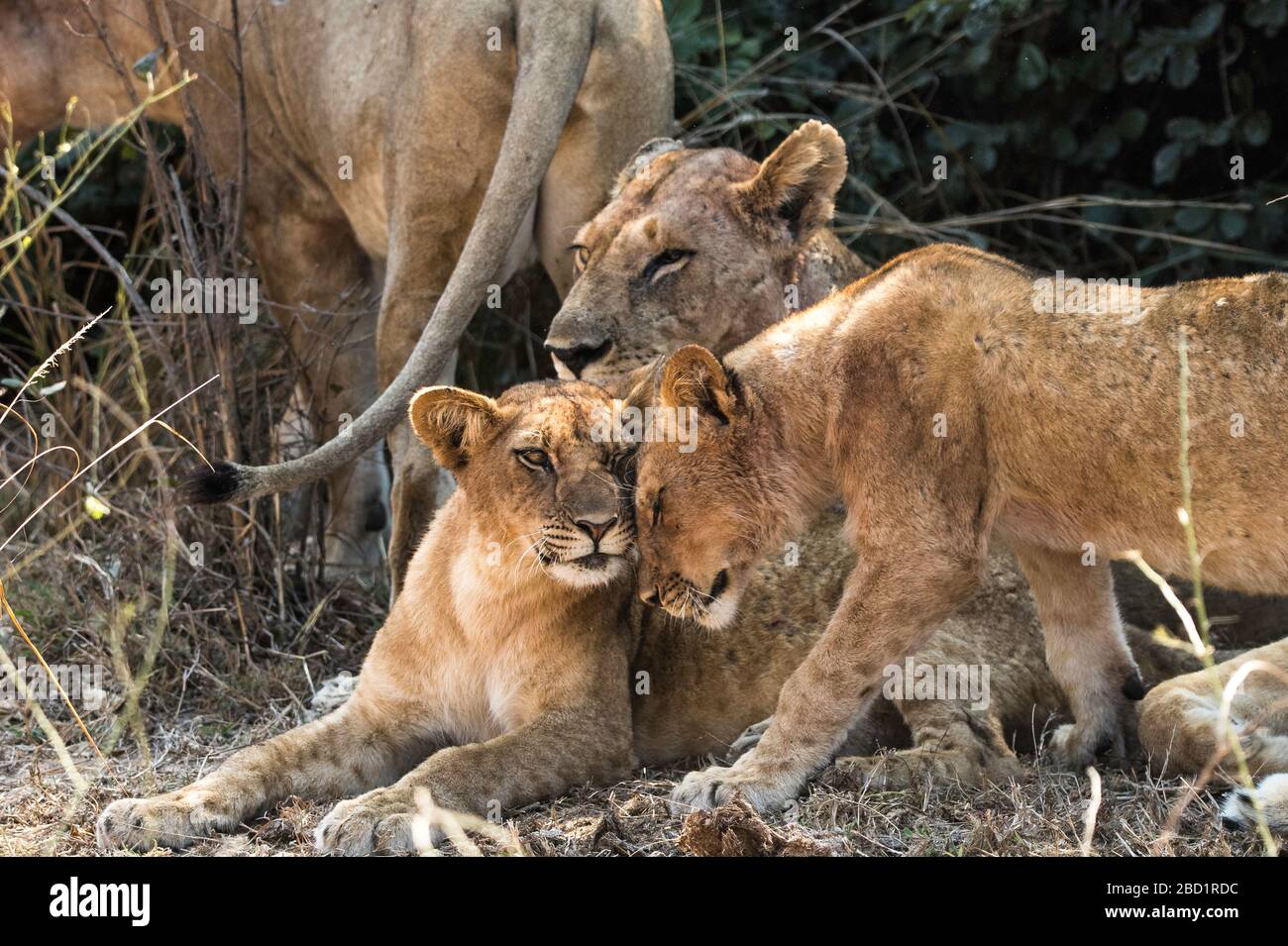 Young Lion affectionately head butts its sibling, South Luangwa National Park, Zambia, Africa Stock Photo