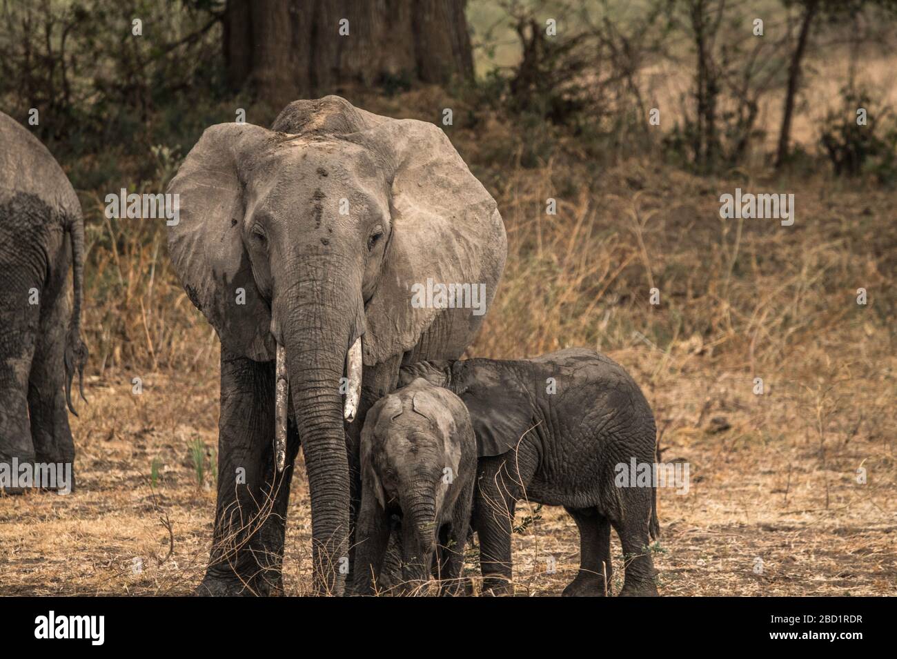 Mother Elephant and her two offspring walk through pasture, South ...