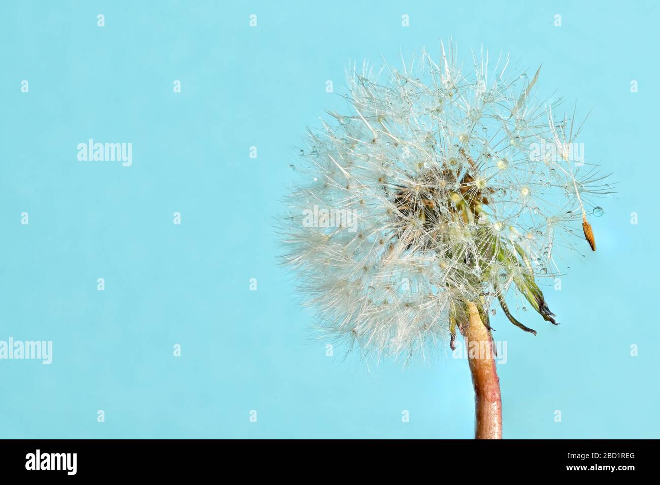 Macro White Flower Dandelion Head Full Stock Photo