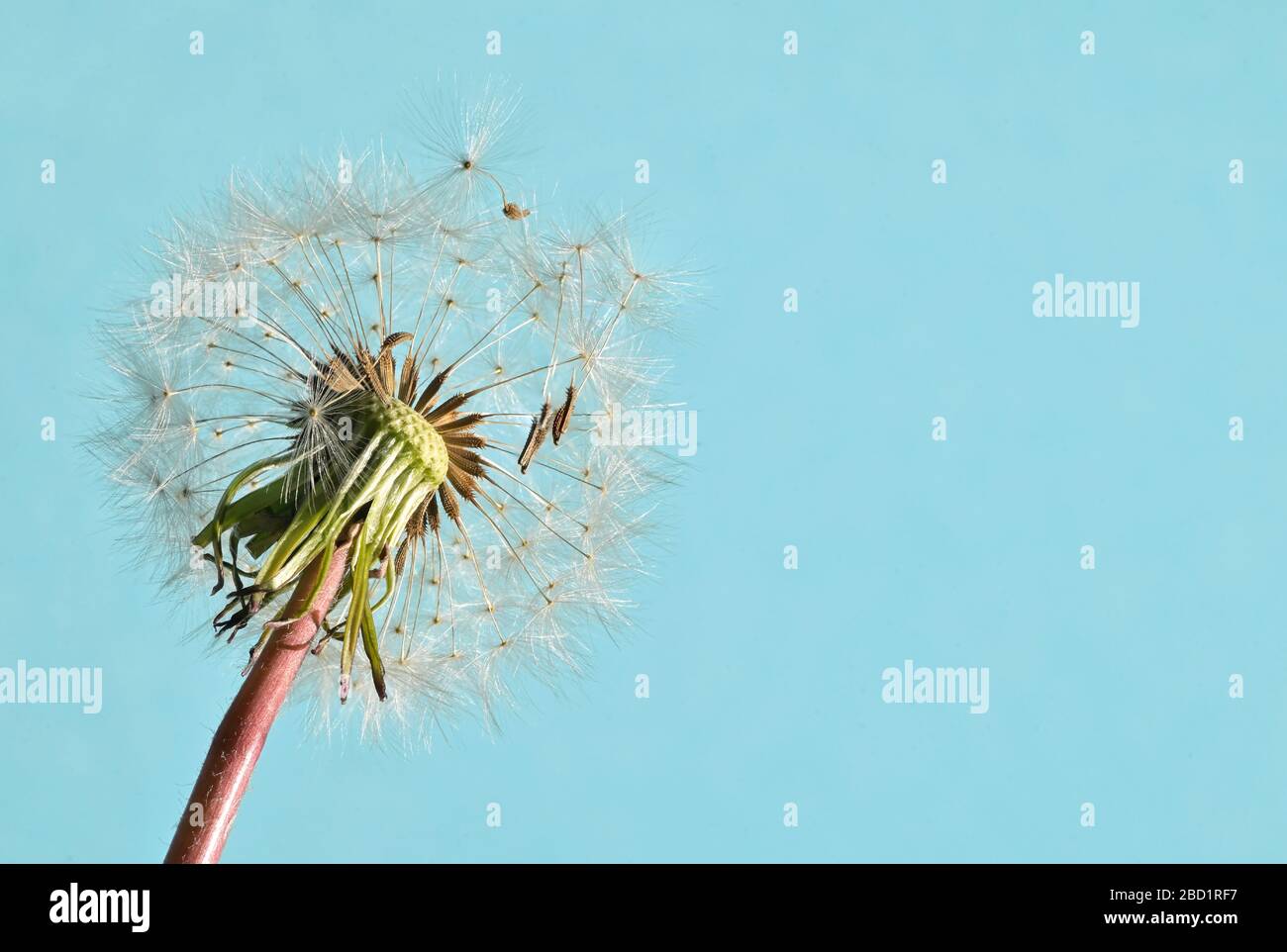 Macro White Flower Dandelion Head Full Stock Photo