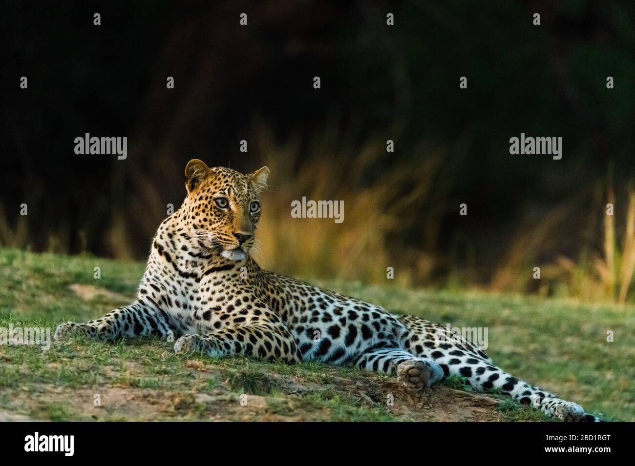 Camouflaged Leopard rests in grass patch as it turns dusk, South Luangwa National Park, Zambia, Africa Stock Photo