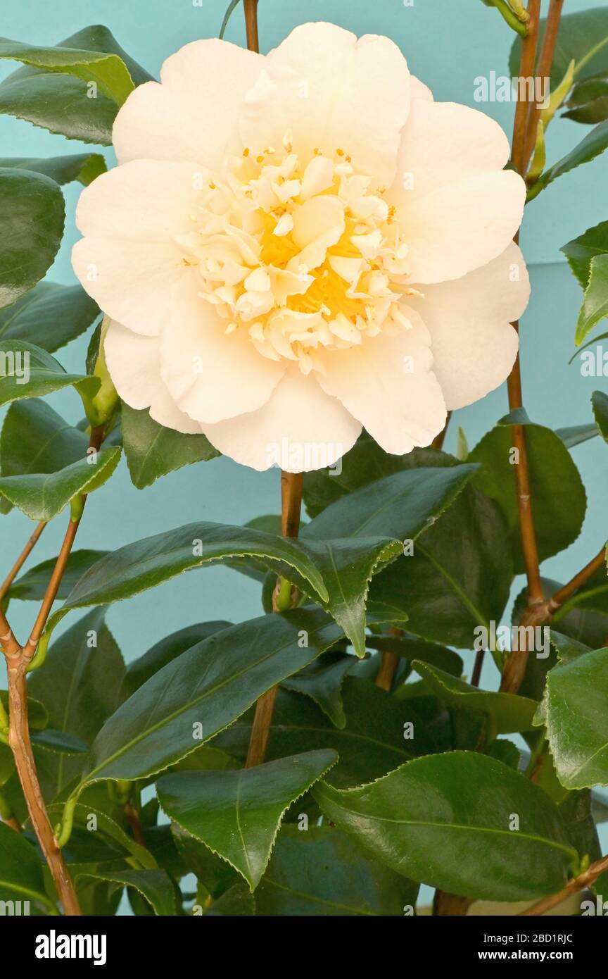 Gardening With Wyatt Very Variegated Flower Friday