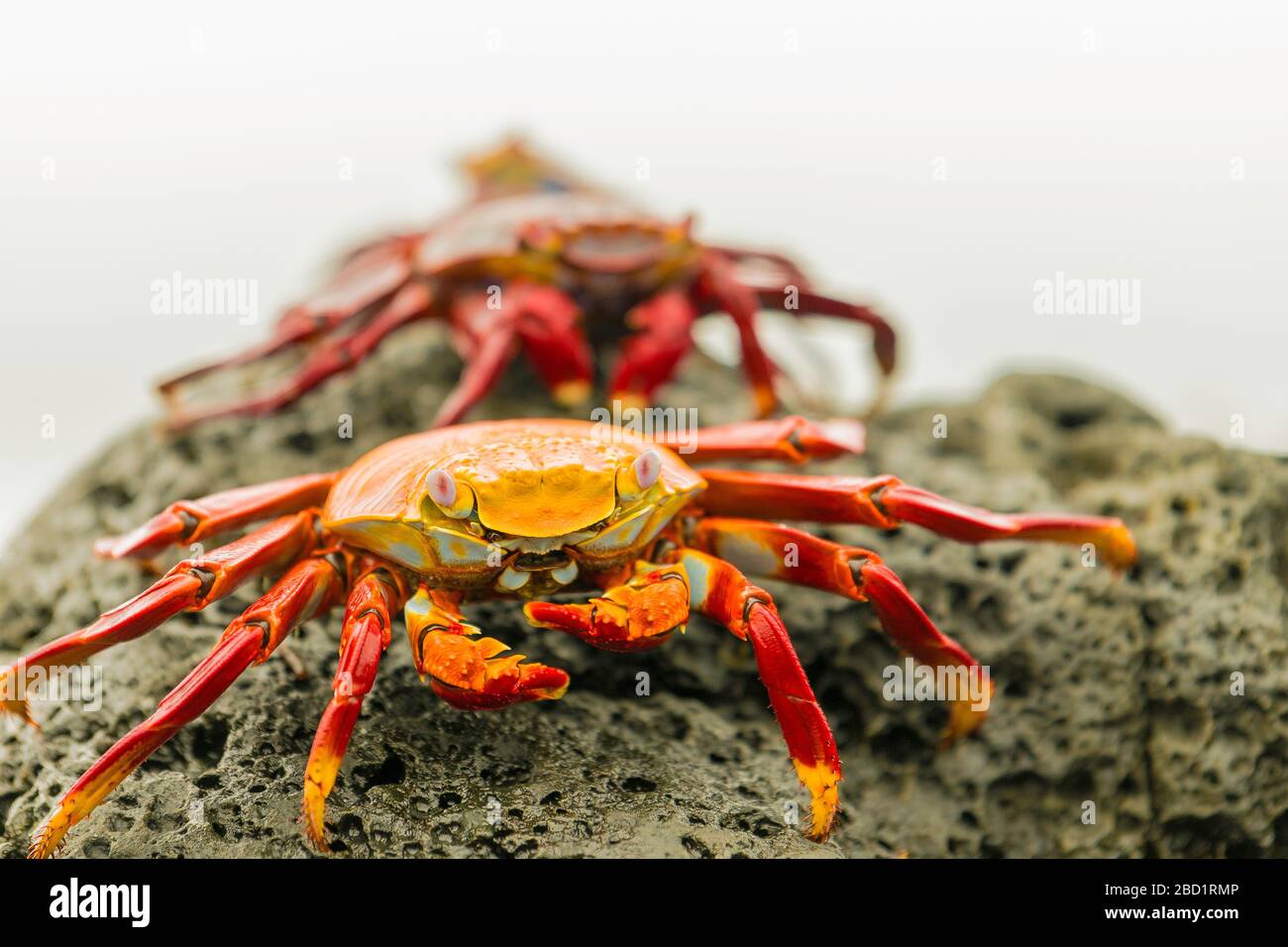 A line of Fiddler Crabs on a rocky beach, Isabela Island, Galapagos, Ecuador, South America Stock Photo