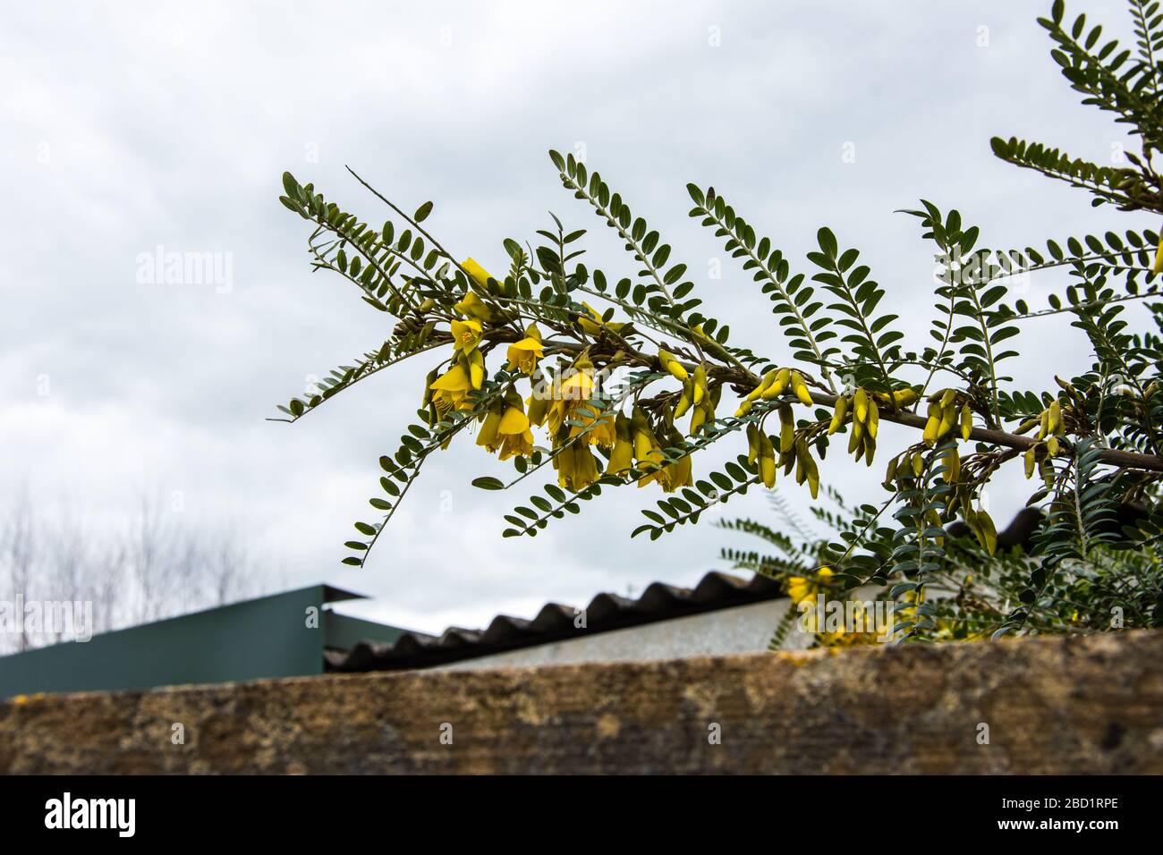 A branch of a Large Leave Kowhai plant  Sophora tetraptera, showing leaves and yellow flowers in spring UK Stock Photo