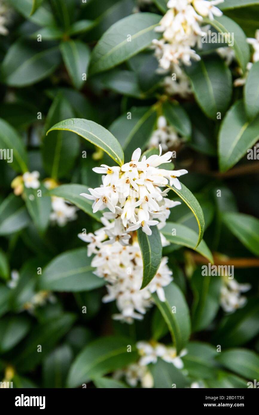 The flowers on a Osmanthus burkwoodii bush, white against dark green leaves. Stock Photo