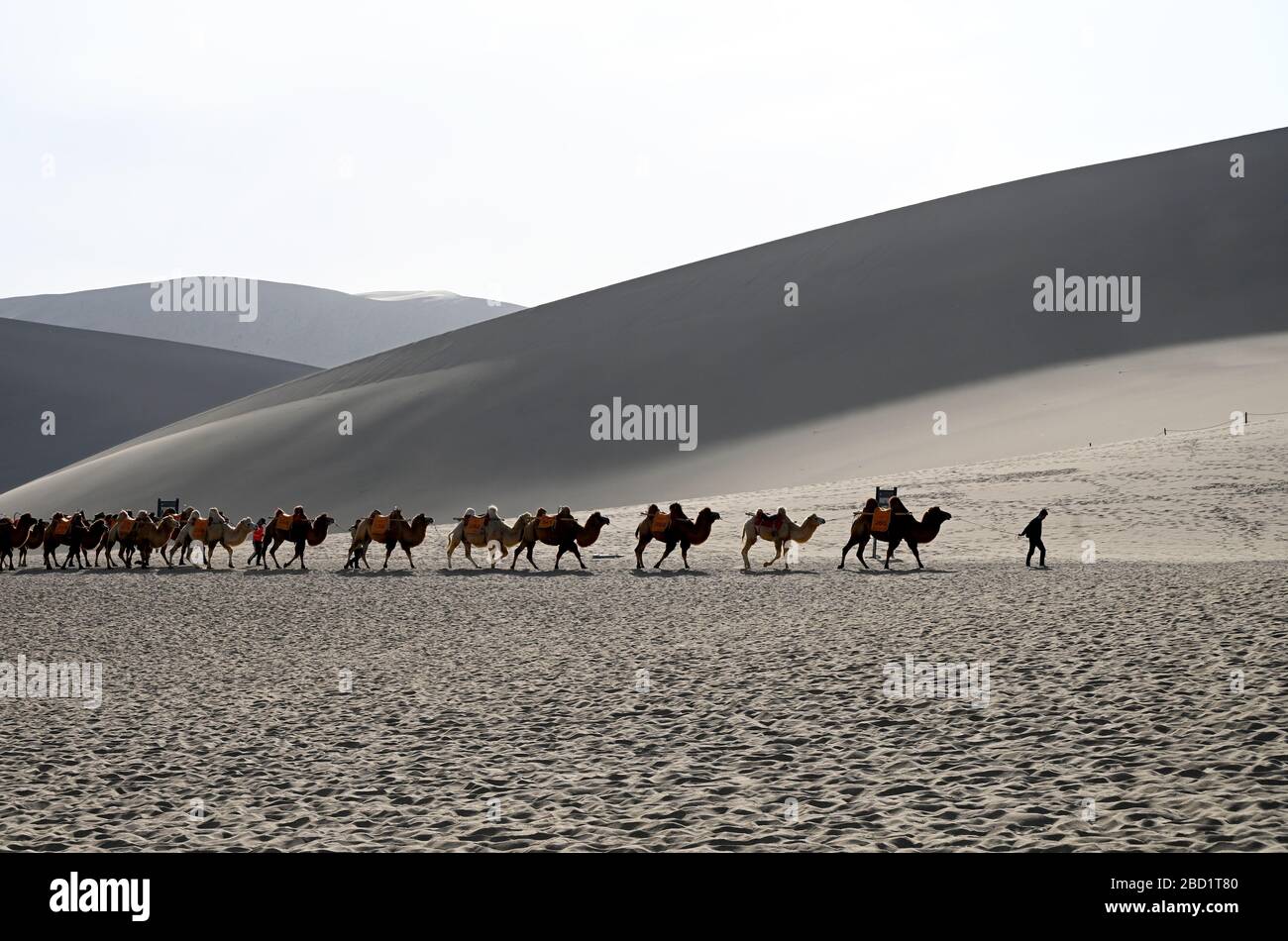 Camels being led back through the Singing Sand Dunes, Dunhuang, Northwest Gansu province, China, Asia Stock Photo