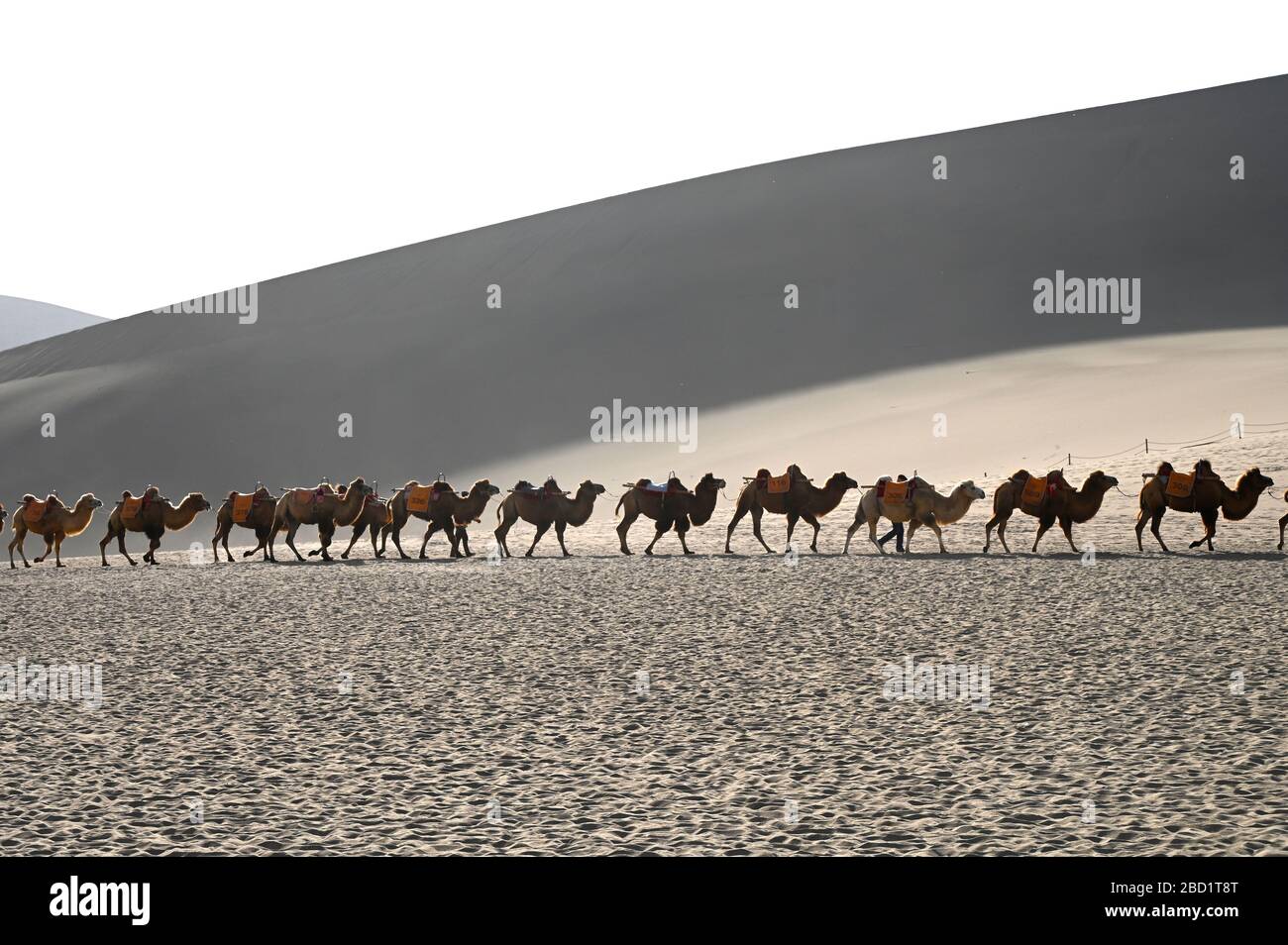 Camels being led back through the Singing Sand Dunes in late afternoon, Dunhuang, Gansu, China, Asia Stock Photo