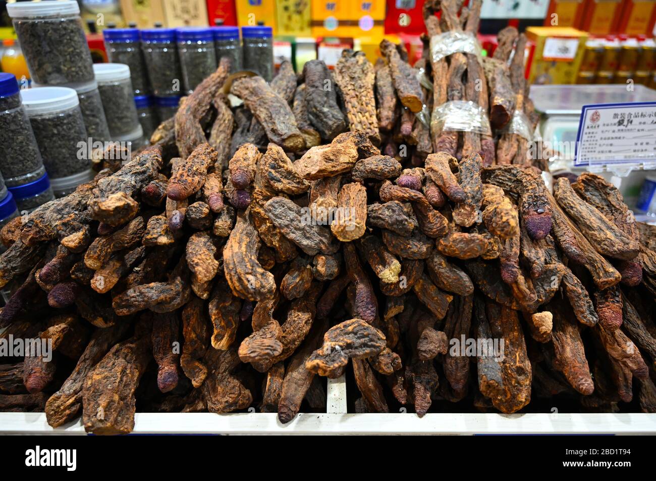 Codonopsis (bellflower) root sold for use in Chinese medicine as a tonic for Qi, blood, Yin and Yang, Dunhuang, China, Asia Stock Photo