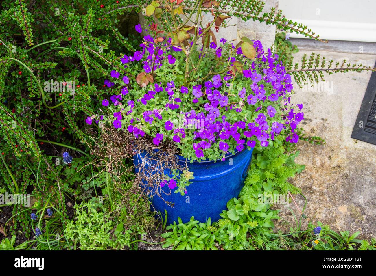 A blue ceramic plant pot with bright purple aubretia flowers growing out and spreading around the top Stock Photo
