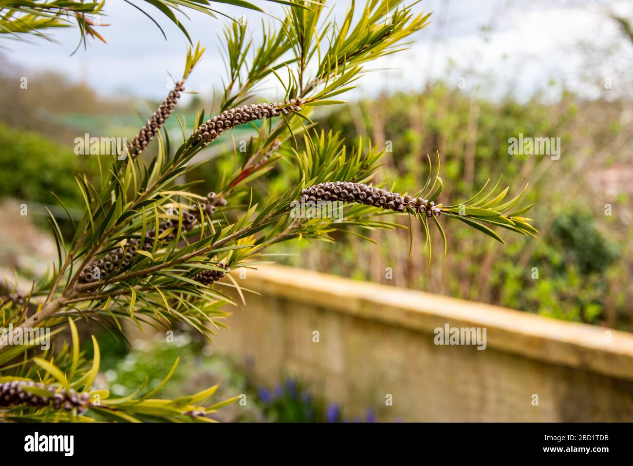 https://c8.alamy.com/comp/2BD1TDB/the-branches-and-seed-capsules-of-a-bottlebrush-plant-callistemon-against-a-blurred-background-2BD1TDB.jpg