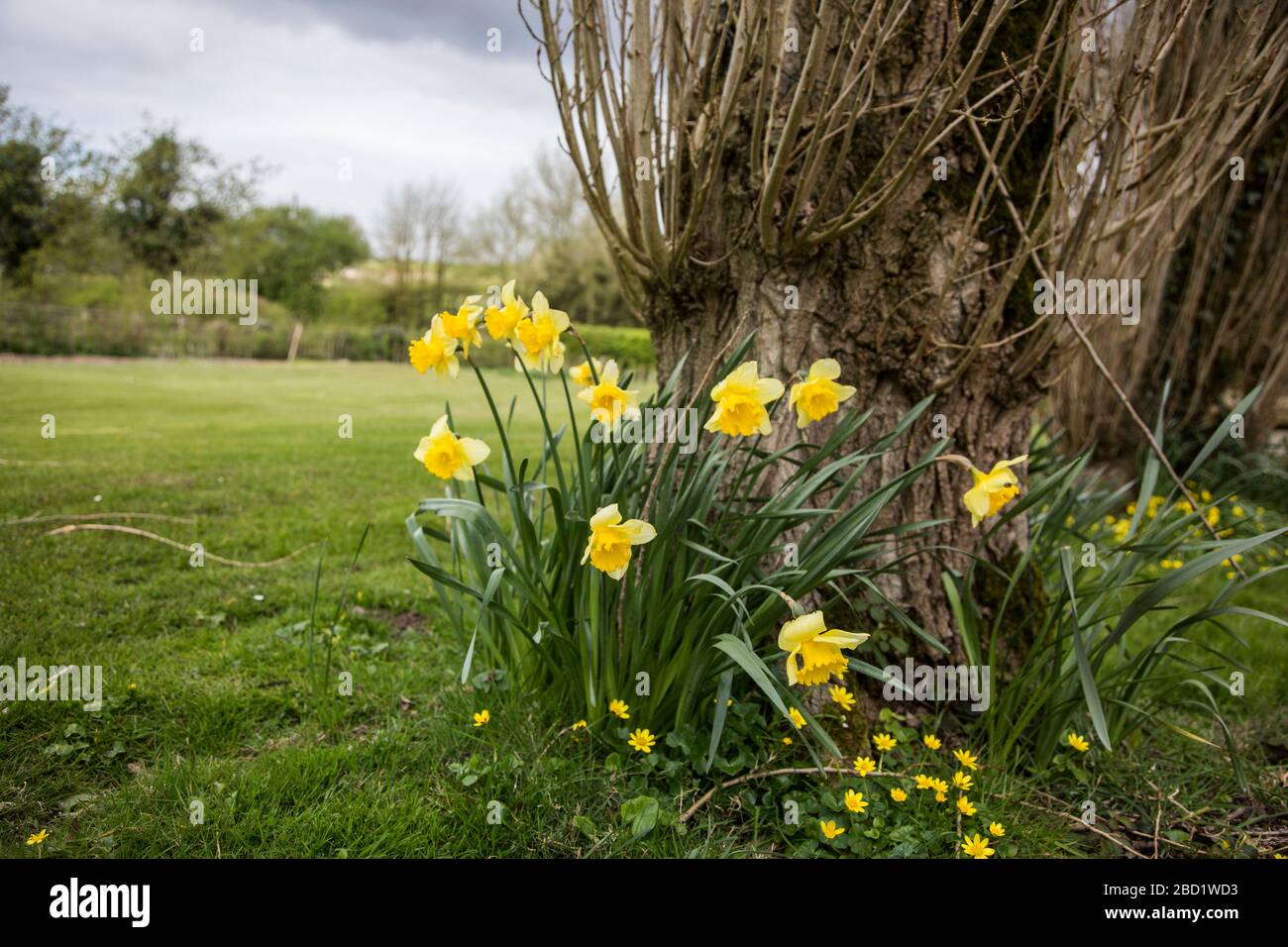 Daffodils under tree in garden on a cloudy spring day in England Stock Photo