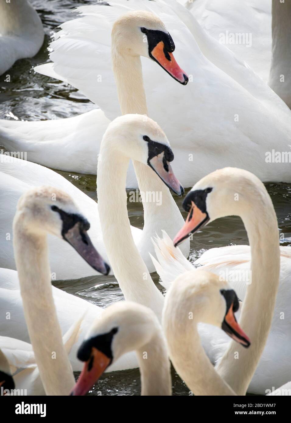 Swans in Waterloo Lake, Roundhay Park, Leeds. Stock Photo