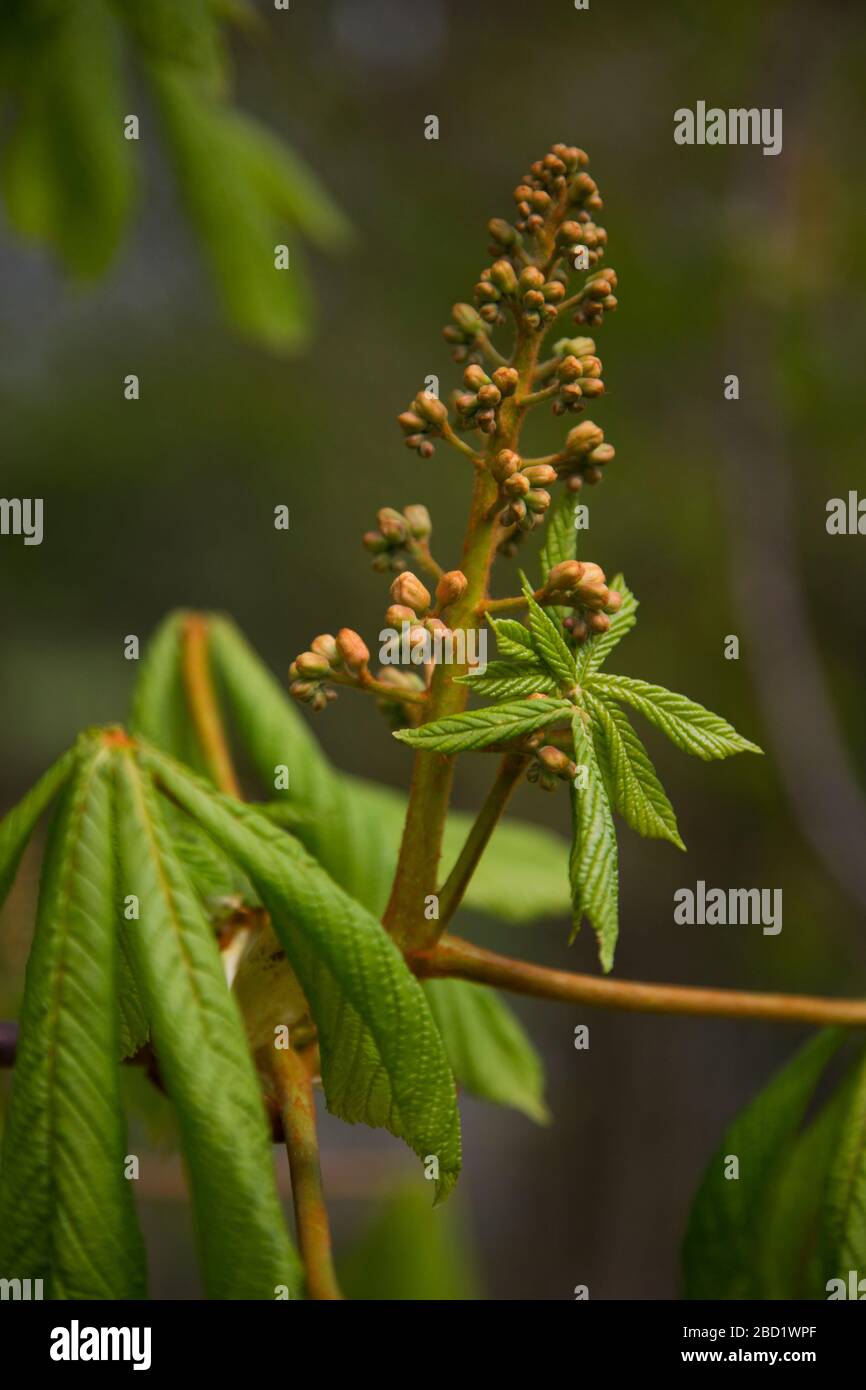 Horse Chestnut Tree Bloom England High Resolution Stock Photography and ...