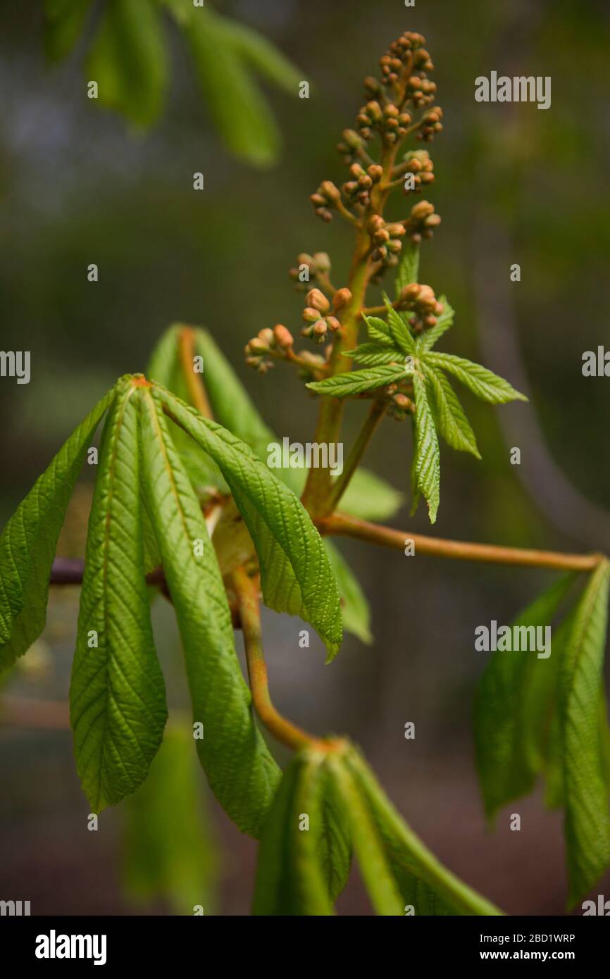 Horse chestnut tree starting to bloom in the spring time, Aesculus