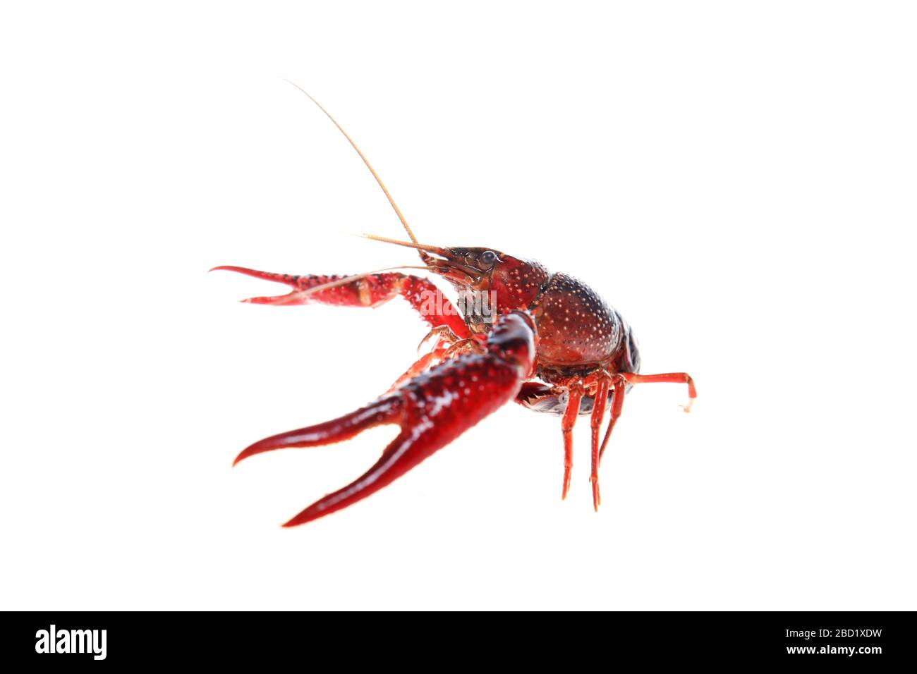 Crayfish,Crawfish isolated on white background Stock Photo