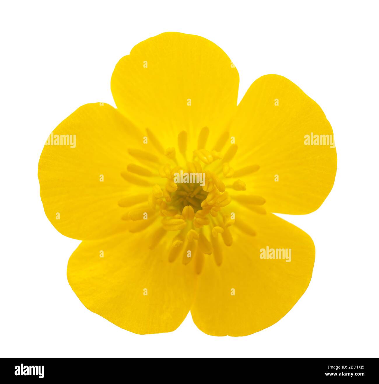 Woolly buttercup flower isolated on white background Stock Photo