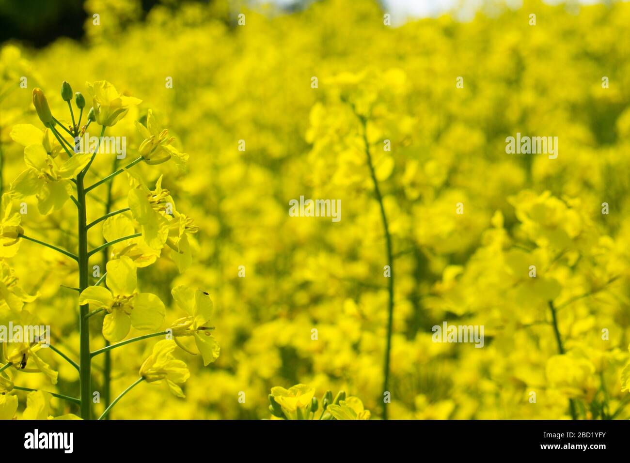 A closeup photo of a rapeseed oil crop with a shallow depth of field in Loddon, Norfolk Stock Photo