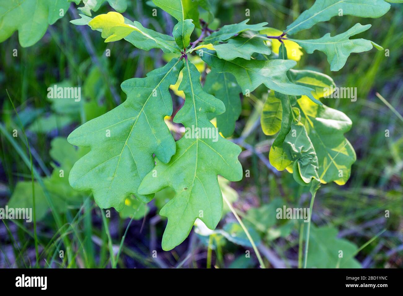 Oak tree leaves detail forest hi-res stock photography and images - Alamy