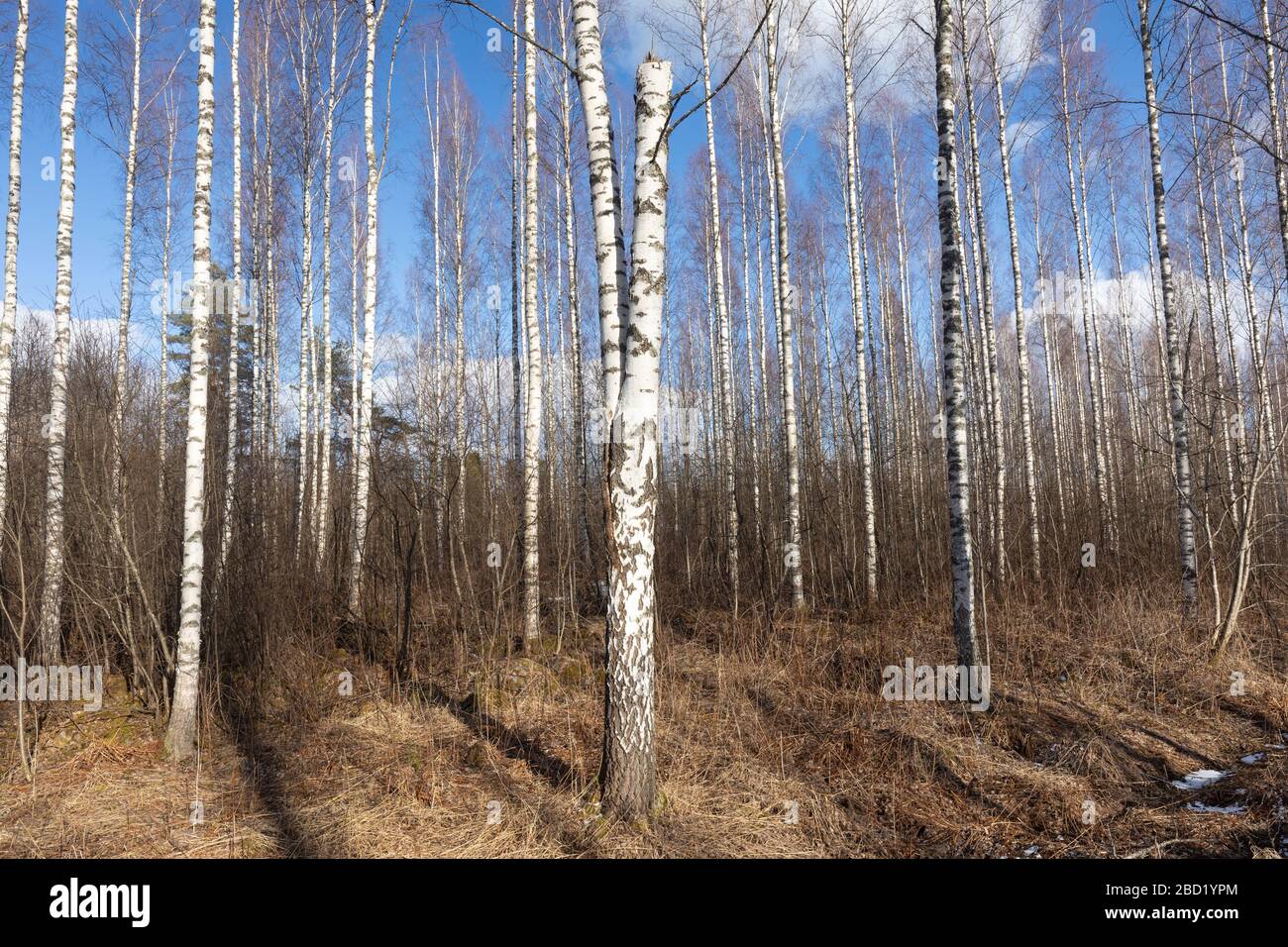 Leafless birch trees in the forest at Spring , Finland Stock Photo - Alamy