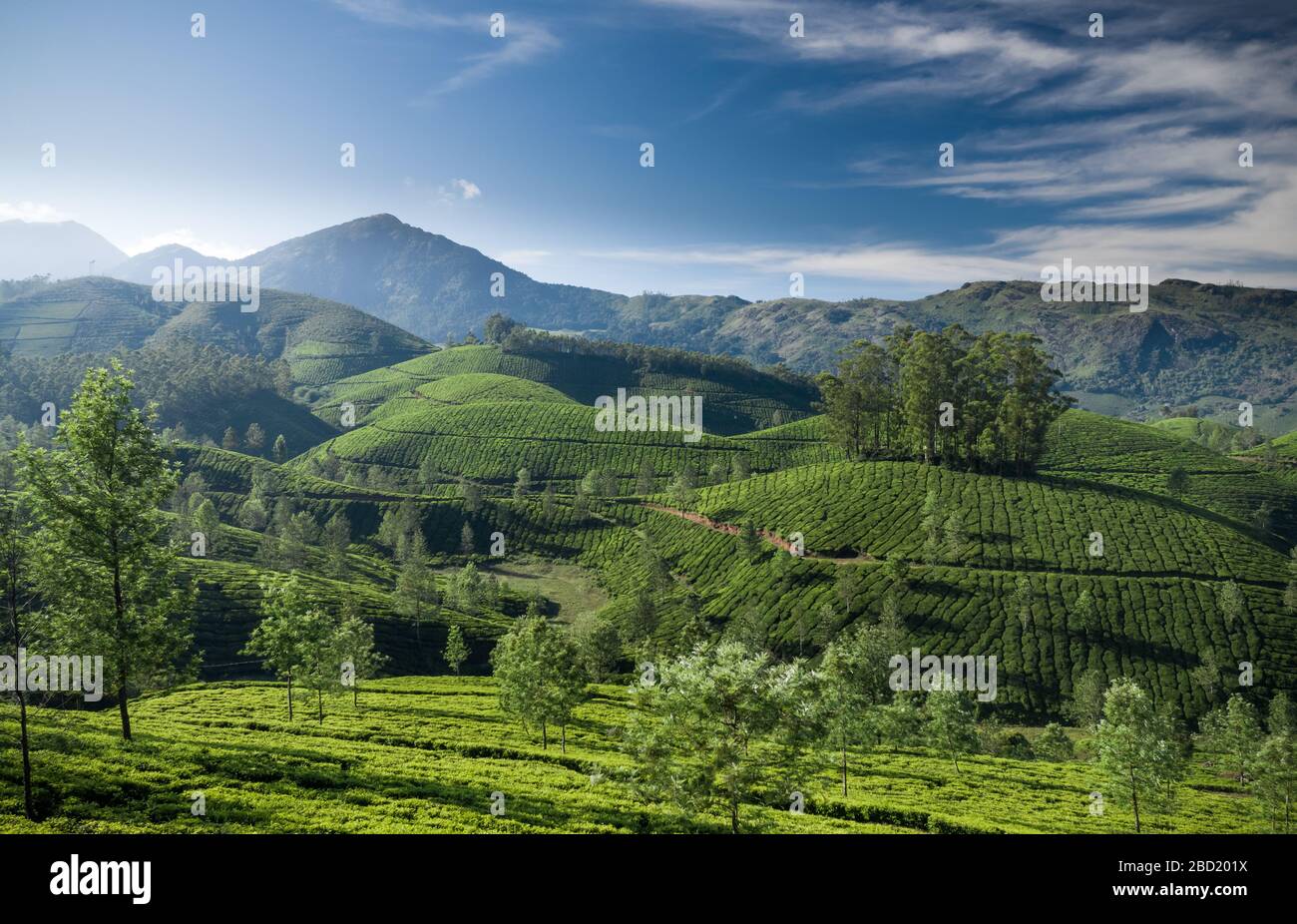 Beautiful tea plantation landscape in the morning Stock Photo Alamy