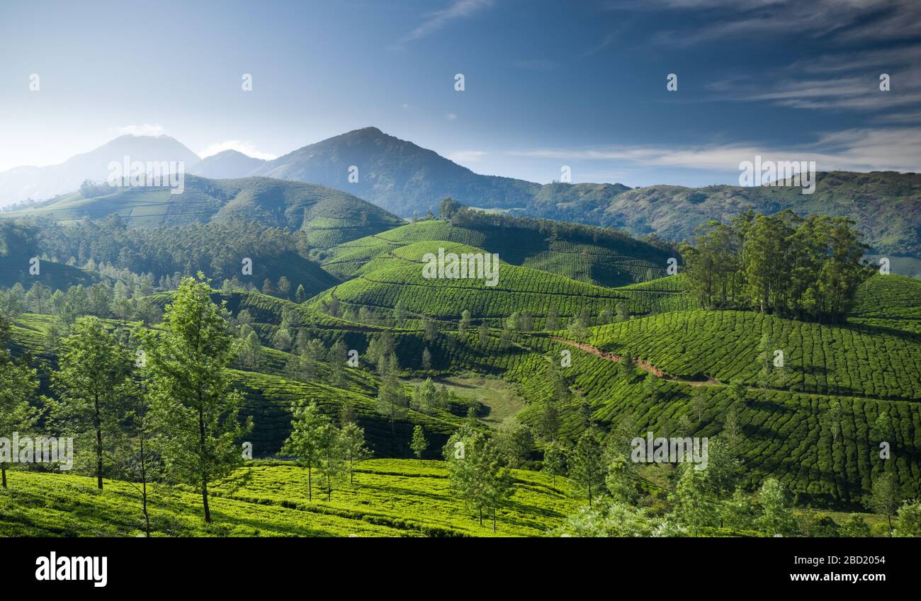 Beautiful tea plantation landscape in the morning. Stock Photo