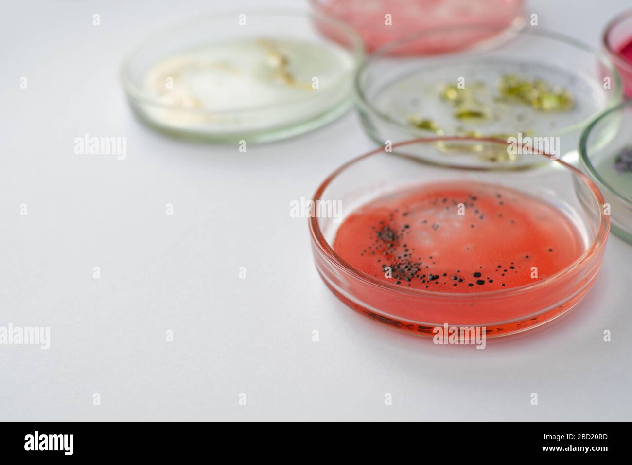 Viruses and bacteria in a Petri dish, studying the growth of bacteria