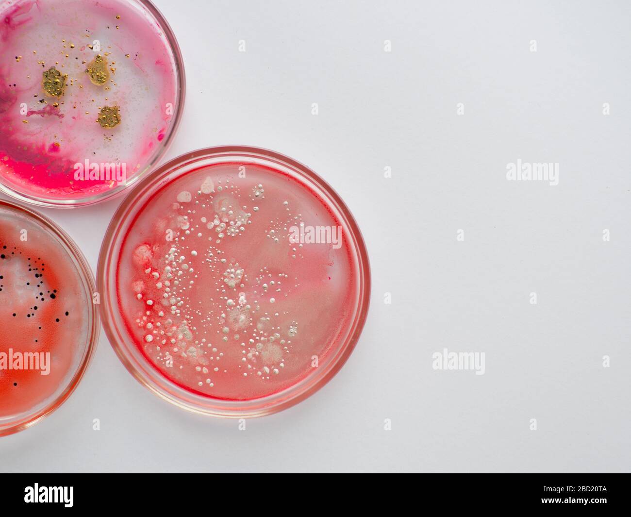 Viruses and bacteria in a Petri dish, studying the growth of bacteria