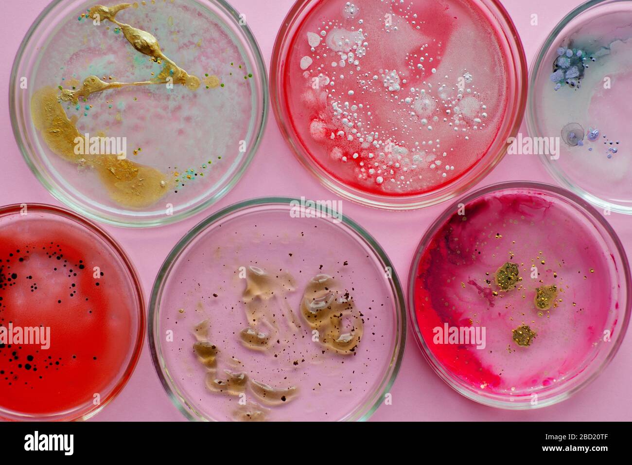 Growth of different bacterial cultures, concept. Bacteriological examination. Harmful and beneficial bacteria, microflora of humans. Stock Photo