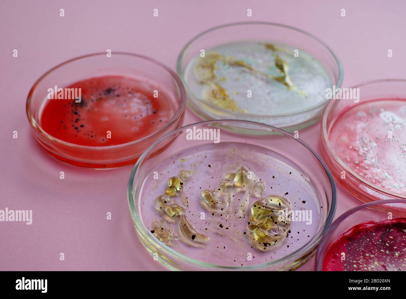 Growth of different bacterial cultures, concept. Bacteriological