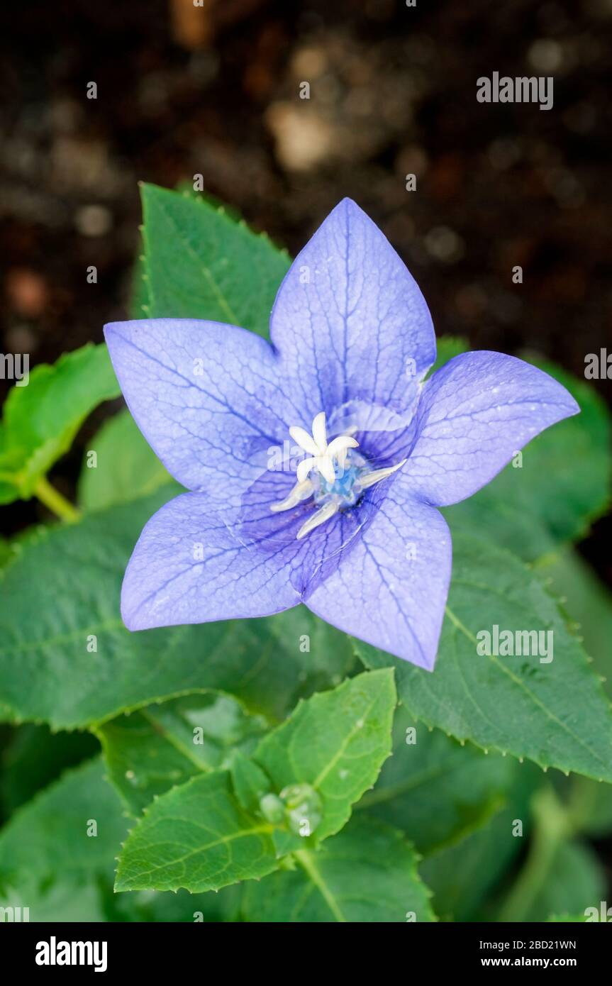 Purple flower of Chimney bellflower, Campanula pyramidalis. Stock Photo