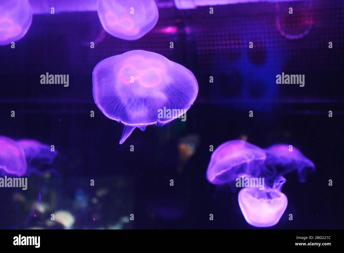 Jellyfish lit with purple neon lights at Bournemouth aquarium Stock