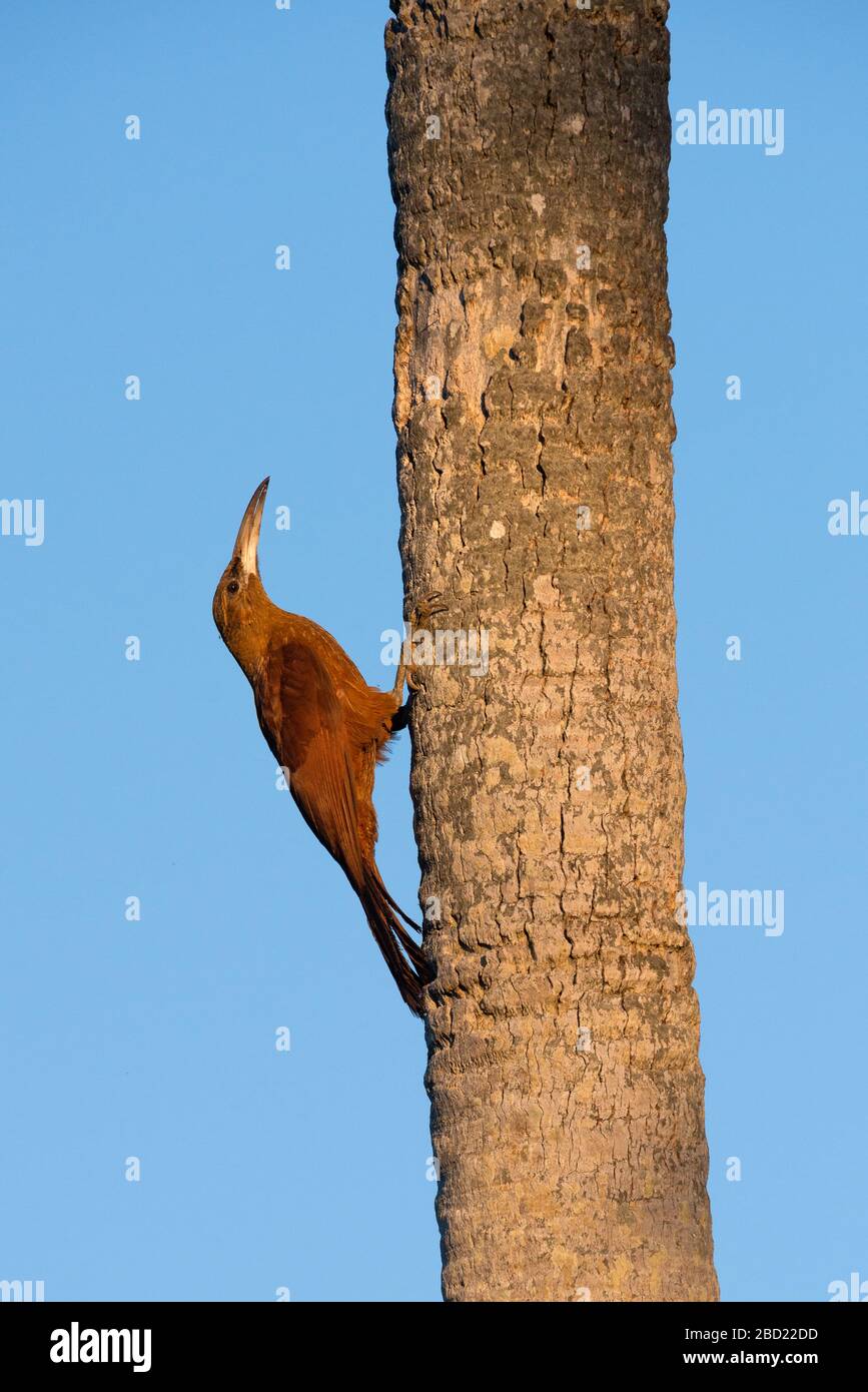 Great-rufous Woodcreeper (Xiphocolaptes major) climbing a palm tree in the Pantanal Stock Photo