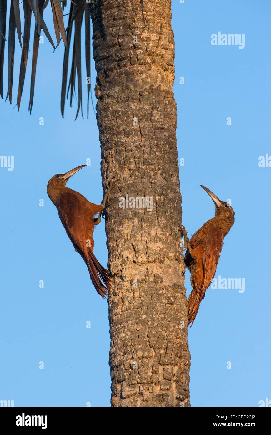 Great-rufous Woodcreeper (Xiphocolaptes major) climbing a palm tree in the Pantanal Stock Photo