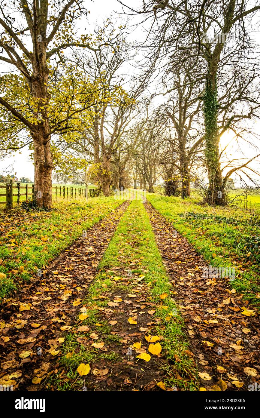 Rural track with trees on both sides Stock Photo