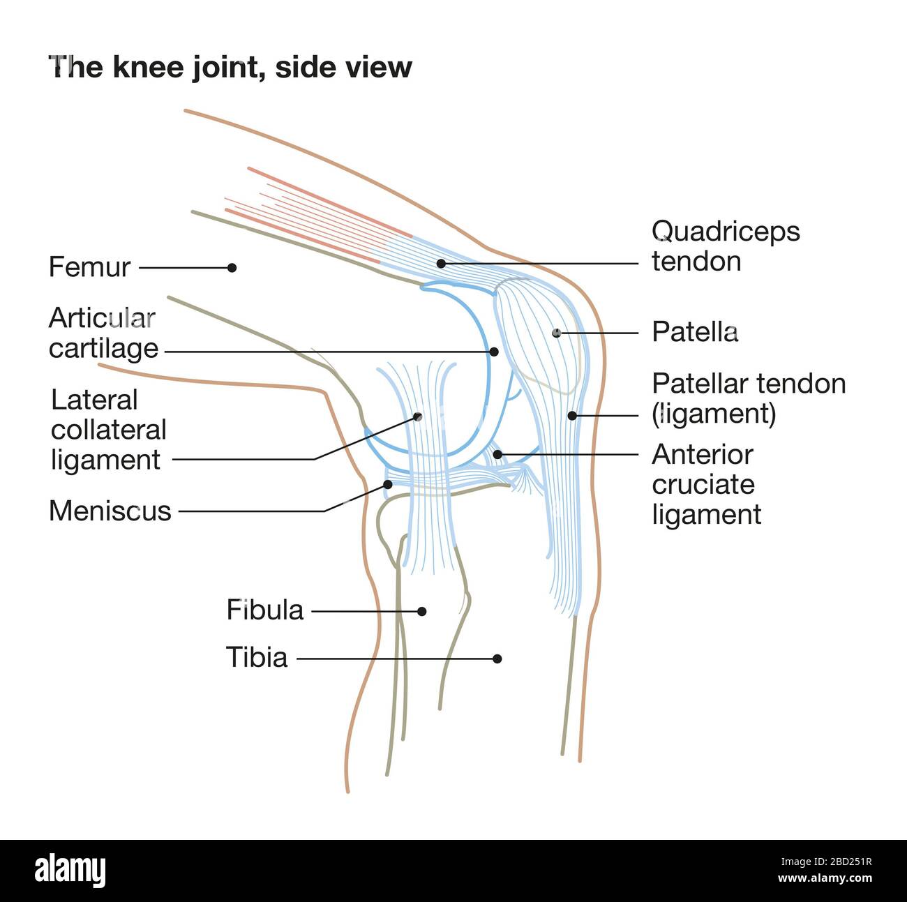Accurate Medical Llustration Showing Knee Joint Side View Stock Photo accurate-medical-llustration-showing-knee-joint-side-view-stock-photo