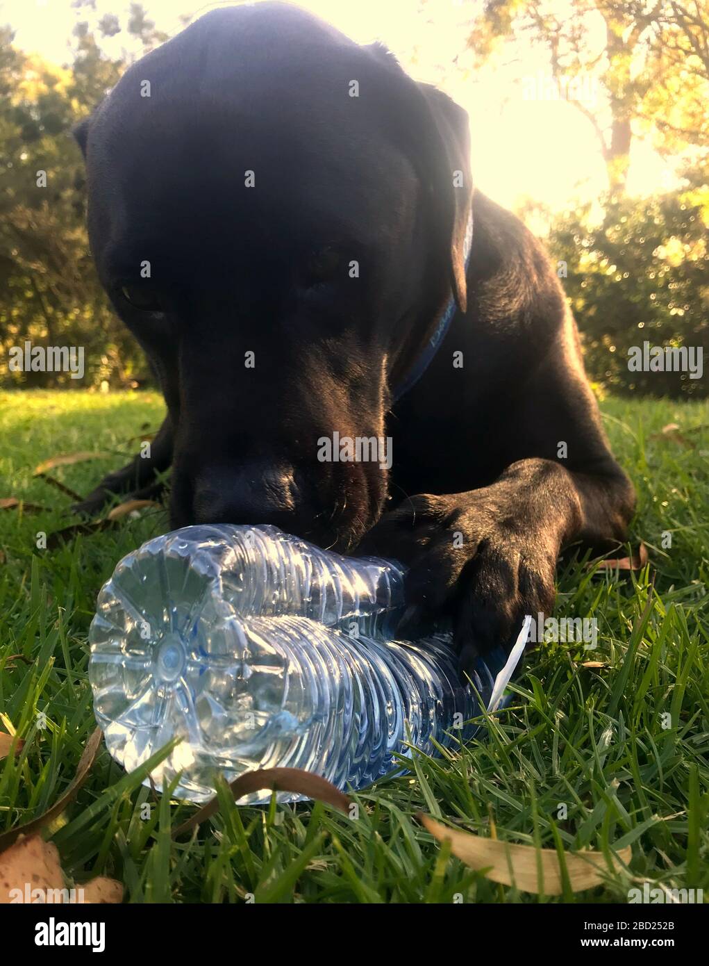 dog chewing on water bottle