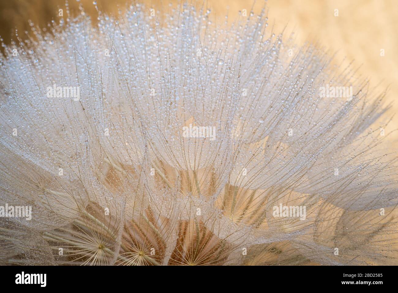 Giant dandelion seed head hi-res stock photography and images - Alamy