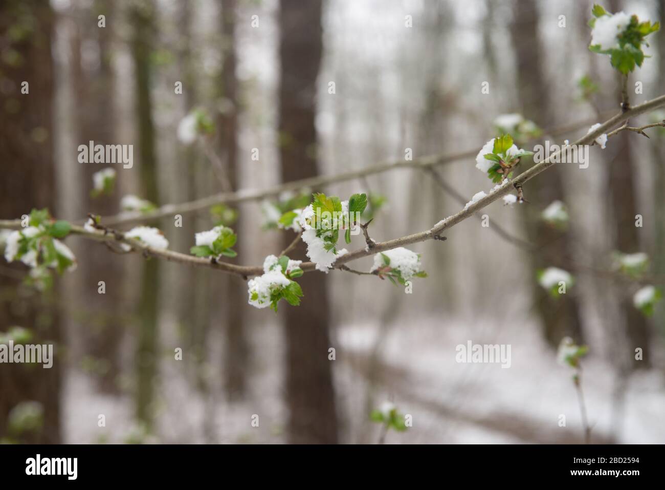 spring green buds and leaves covered with snow closeup Stock Photo