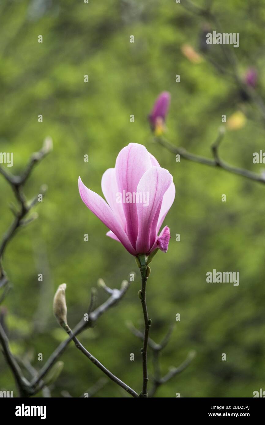 The flower of a Magnolia soulangeana in Trenance Gardens in Newquay in Cornwall. Stock Photo