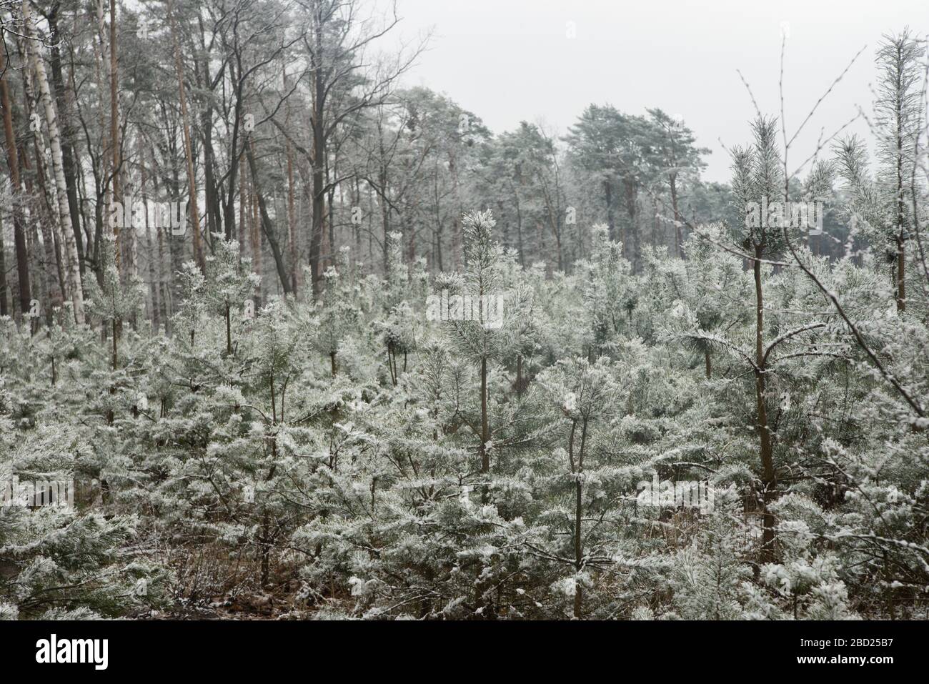 young pine trees covered with snow in forest Stock Photo - Alamy