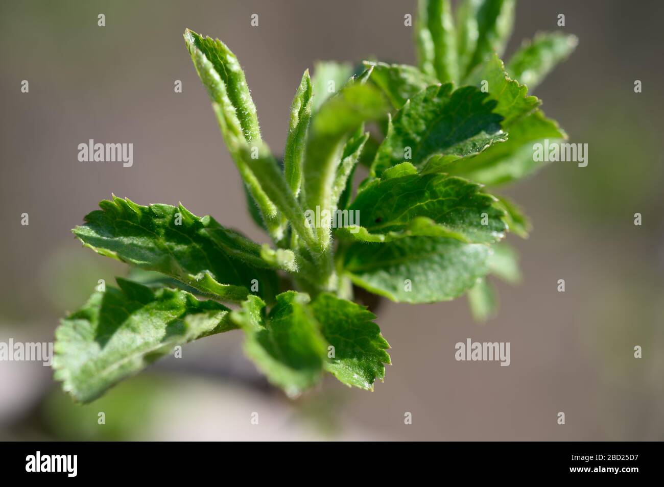 Spring leaves hi-res stock photography and images - Alamy