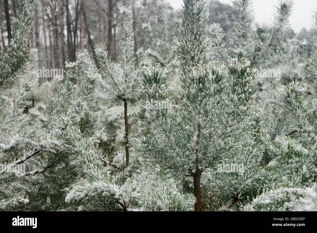 young pine trees covered with snow in forest Stock Photo - Alamy