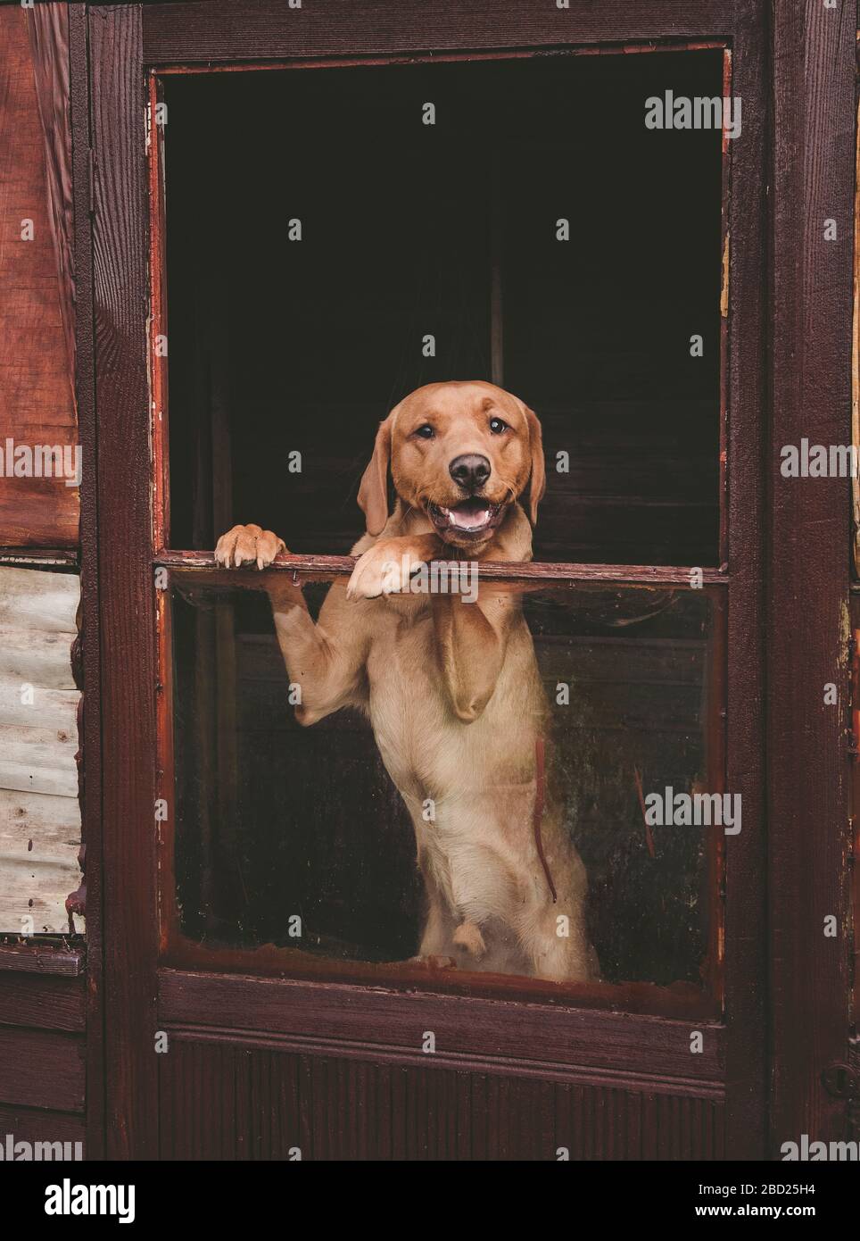 Dog in shed doorway Stock Photo Alamy