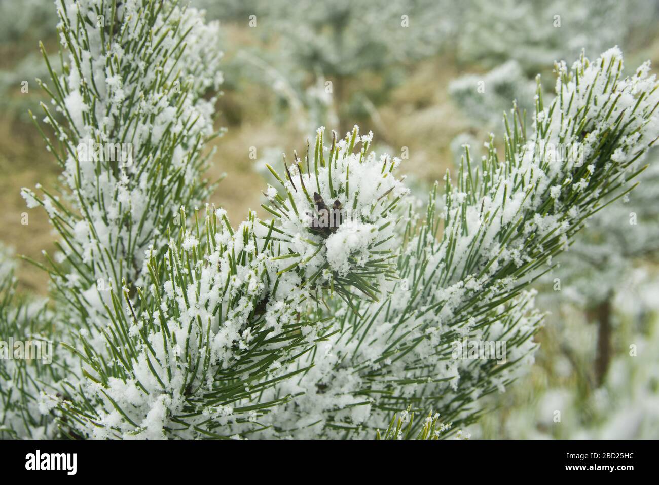 young pine trees covered with snow in forest Stock Photo