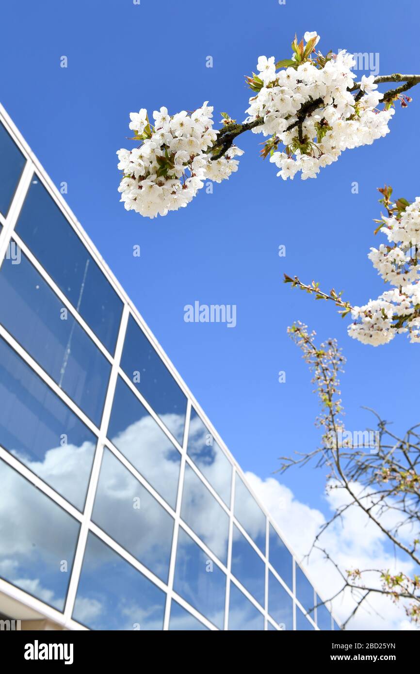Central Milton Keynes Buildings Snow Dome Outdoor Market  Blossom Reflections on glass centre  Signage Corona Virus Covid 19 Grid system Stock Photo