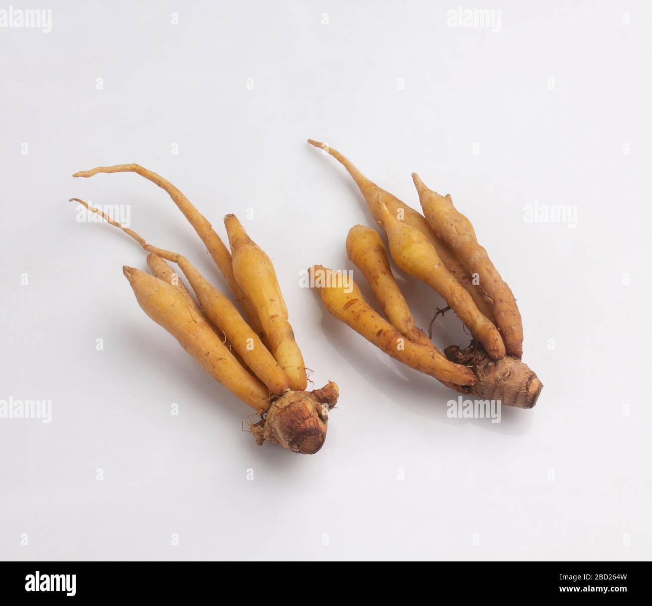 Bunch of galingale, tropical herb isolated on white background Stock