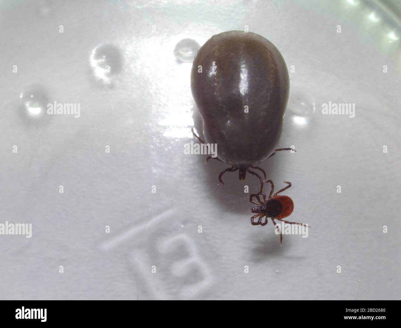 Two states of bloodsucking ticks (Ixodida) compared to each other. Blood filled and empty. Stock Photo