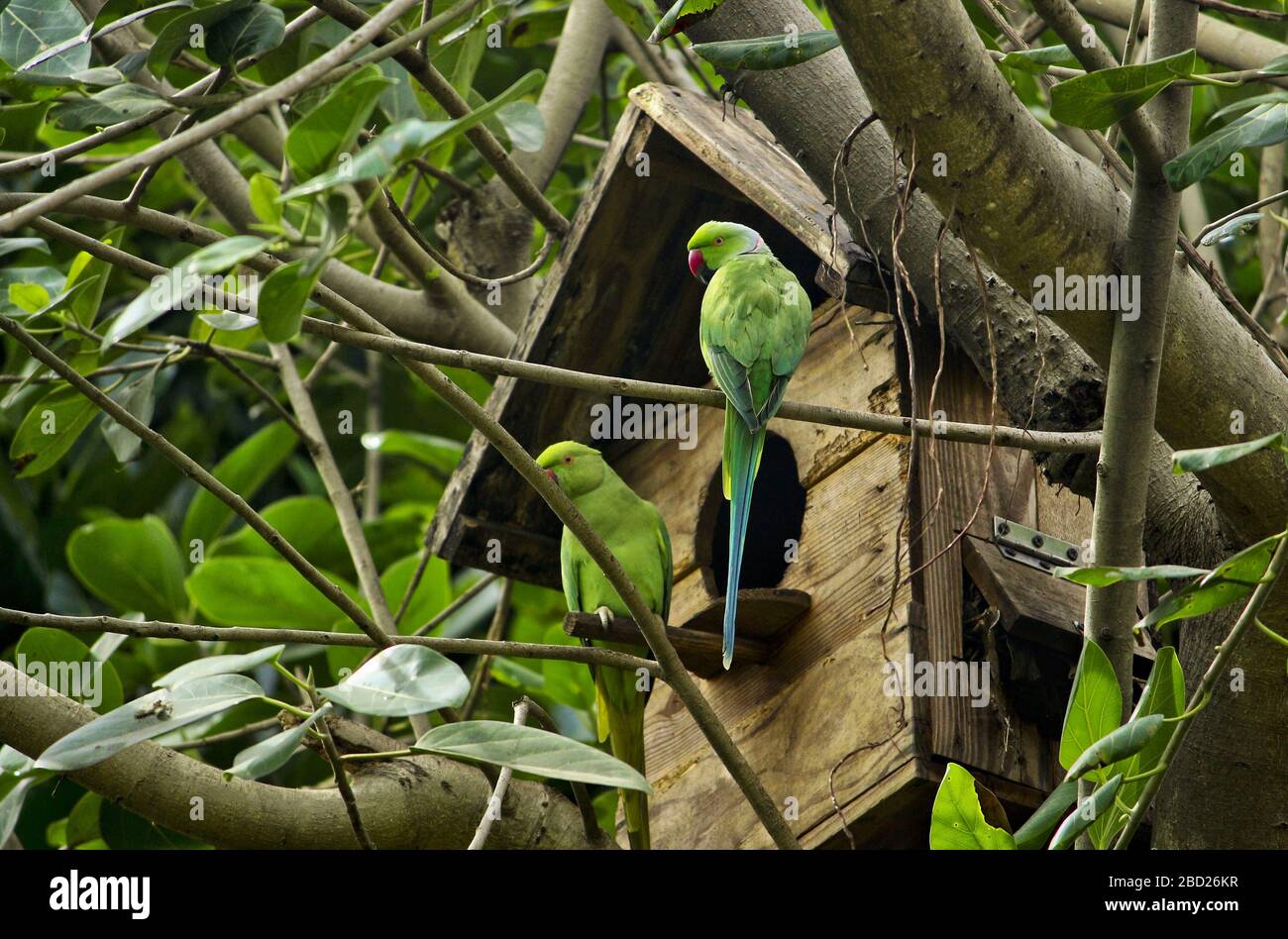 Indian Parrot Nest